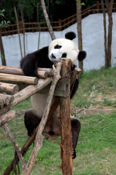 2012年7月10日 在中国安徽省万南市万南国家野生动物救援和康复中心 看到一只熊猫在玩耍 免版税图库照片