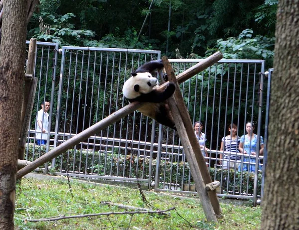 Panda Joue Zoo Wuhan Dans Centre Province Hubei Juillet 2012 — Photo