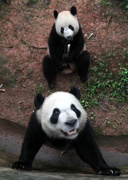 Los Pandas Ven Jugando Zoológico Ciudad Hangzhou Este Provincia Chinas —  Fotos de Stock