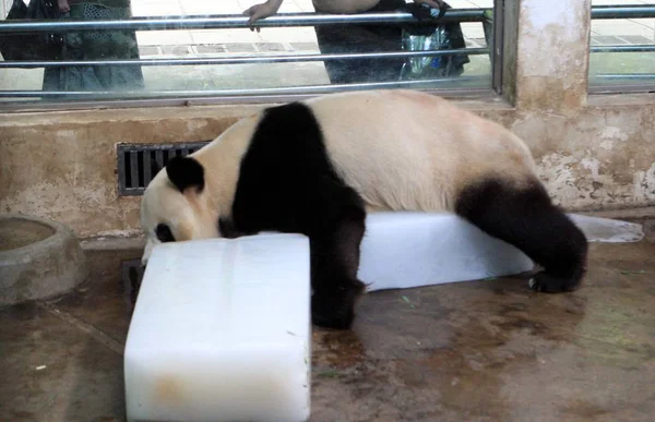 Panda Repousa Sobre Gelo Para Refrescar Jardim Zoológico Wuhan Wuhan — Fotografia de Stock