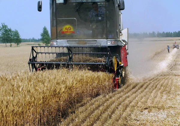 Agricultor Chino Conduce Una Cosechadora Para Cosechar Trigo Campo Ciudad —  Fotos de Stock