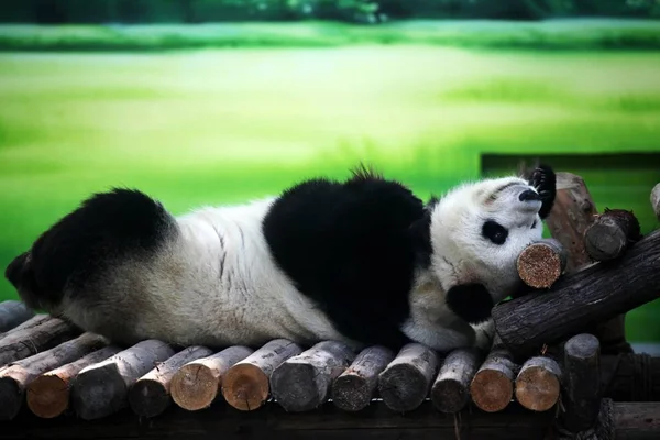 Xin Yue Oder Neumond Ein Jähriger Riesenpanda Hinter Seinem Bett — Stockfoto