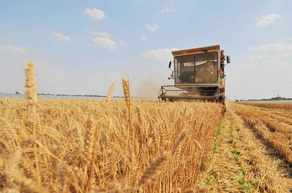 Agricultor Chino Conduce Una Cosechadora Para Cosechar Trigo Campo Aldea —  Fotos de Stock