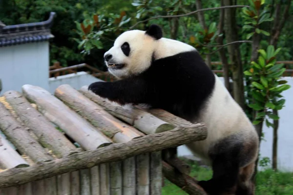 Panda Jest Postrzegane Gry Wannan Krajowych Dzikie Zwierzę Ratunek Centrum — Zdjęcie stockowe