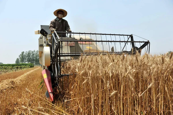 Китайский Фермер Водит Машину Сбора Пшеницы Городе Тэюн Графство Шейян — стоковое фото