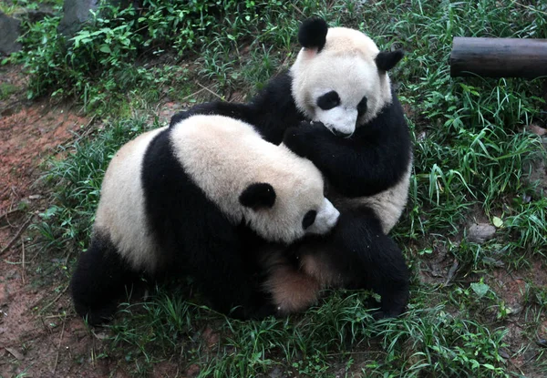 Pandas Beim Spielen Gras Eines Zoos Der Stadt Hangzhou Provinz — Stockfoto