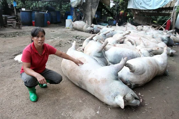 村人は 深センでサンダーストライクによって殺された死んだ豚で写真を描いています 南中国広州県 月2012 — ストック写真