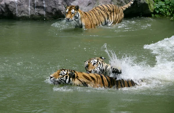 Τίγρεις Κολυμπούν Στο Νερό Για Δροσηθούν Μια Ζεστή Μέρα Στο — Φωτογραφία Αρχείου