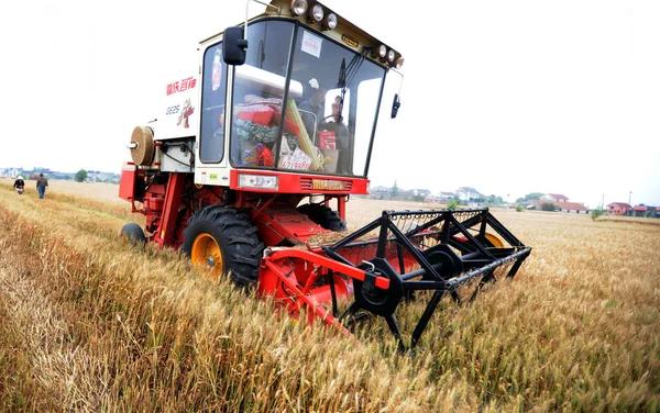 File Chinese Farmer Drives Reaping Machine Harvest Wheat Field Xingtai — стоковое фото