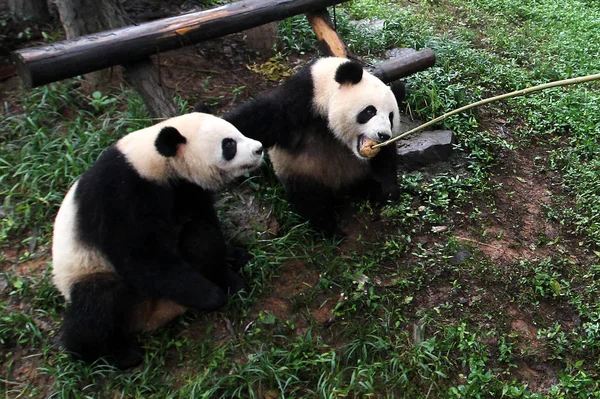 Pandas São Vistos Jogando Grama Zoológico Cidade Hangzhou Leste Província — Fotografia de Stock
