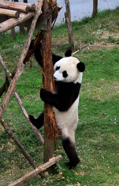 Panda Vidět Hrát Wannan Národní Divoké Zvíře Záchranné Rehabilitační Centrum — Stock fotografie