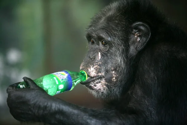 Een Chimpansee Drinkt Sprite Zichzelf Koelen Een Warme Dag Ningbo — Stockfoto