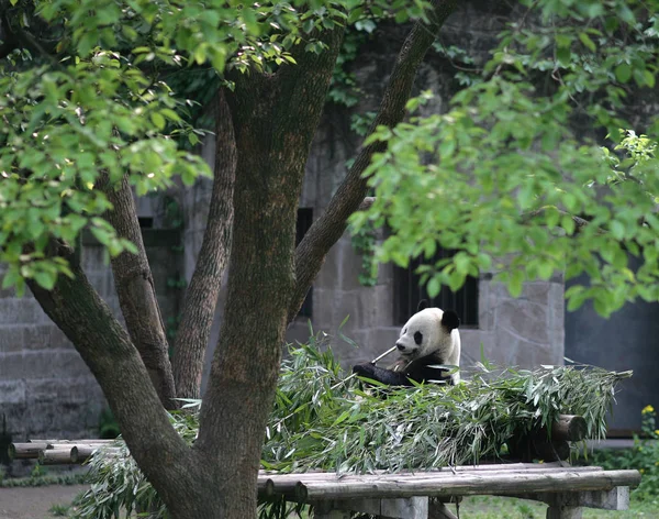 Panda Eats Bamboo Zoo Chongqing China May 2012 — Stock Photo, Image