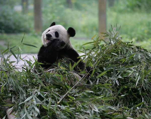 Ein Panda Frisst Bambus Einem Zoo Chongqing China Mai 2012 — Stockfoto