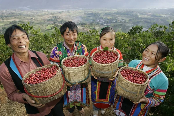 Chinesische Bauern Der Ethnischen Minderheit Der Miao Ernten Kaffeebohnen Auf — Stockfoto