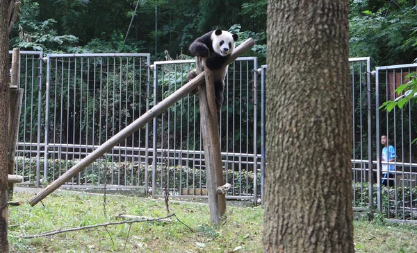 2012年7月11日 在中国中部湖北省武汉动物园 看到一只熊猫在玩耍 — 图库照片