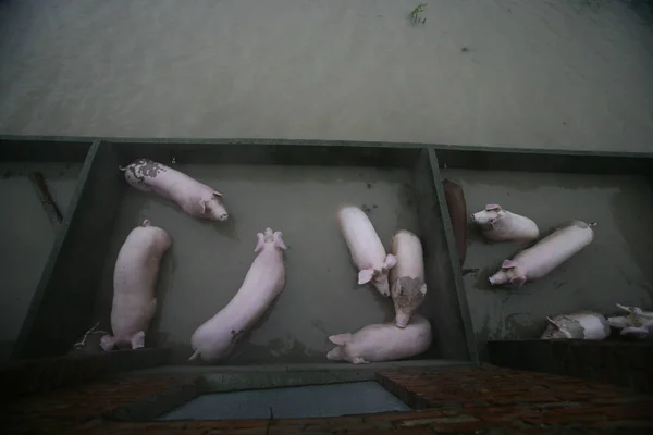 2012년 저장성 닝보시 하이쿠이에 폭우로 침수된 농장에서 돼지가 좌초되고 — 스톡 사진