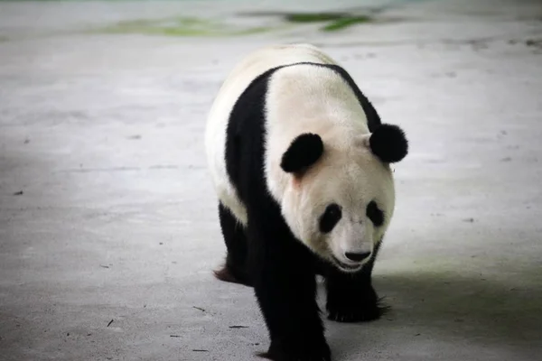 2012年9月24日 一只10岁的大熊猫在中国江苏省东部的苏州太湖湿地公园散步 — 图库照片
