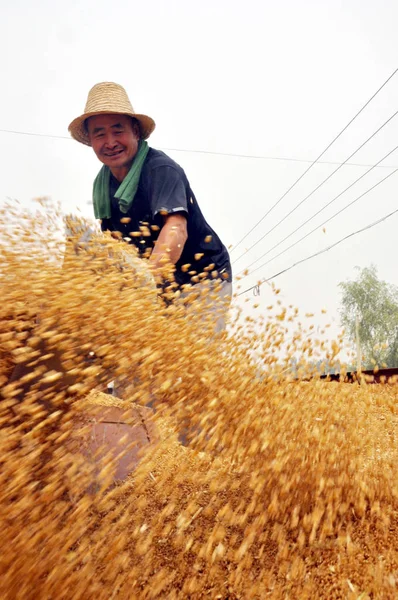 Ein Chinesischer Bauer Schaufelt Weizenkörner Cuizhuang Dorf Chiping County Stadt — Stockfoto
