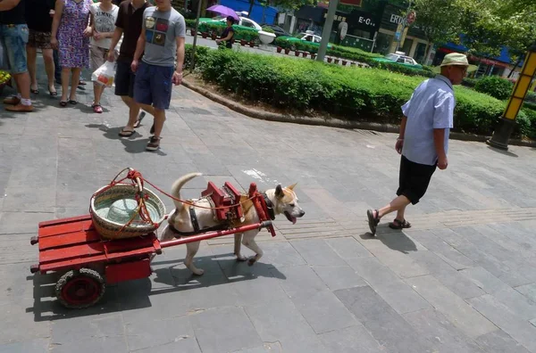 Bingyin Caminha Lado Seu Cão Que Carrega Mercadorias Para Ele — Fotografia de Stock