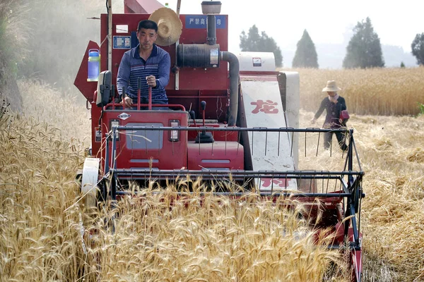 Китайский Фермер Водит Машину Сбора Урожая Пшеницы Поле Деревне Чэнгуань — стоковое фото