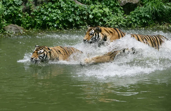 Tigres Nadam Água Para Refrescar Dia Quente Zoológico Ningbo Youngor — Fotografia de Stock