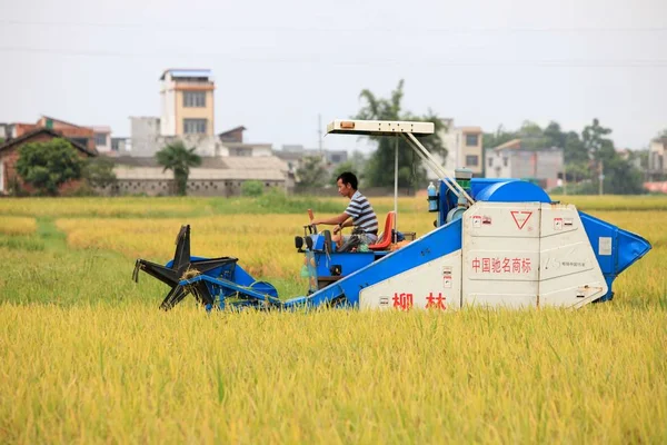 Китайський Фермер Дисків Жнива Машина Збору Рису Своїй Області Дасян — стокове фото