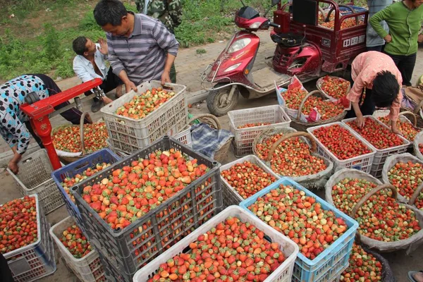 Agricultores Chineses Têm Seus Morangos Pesados Vendê Los Atacadistas Aldeia — Fotografia de Stock