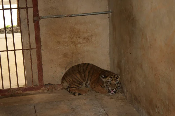 Joven Tigre Yace Suelo Una Casa Zoológico Huaibei Después Ser —  Fotos de Stock