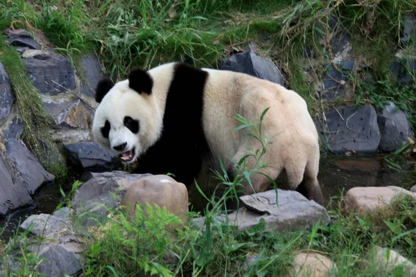 2012年7月10日 在中国安徽省万南市万南国家野生动物救援和康复中心 看到一只熊猫在玩耍 — 图库照片