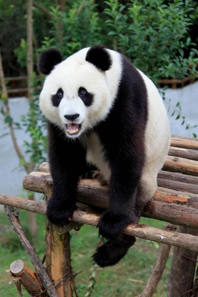 Panda Vidět Hrát Wannan Národní Divoké Zvíře Záchranné Rehabilitační Centrum — Stock fotografie