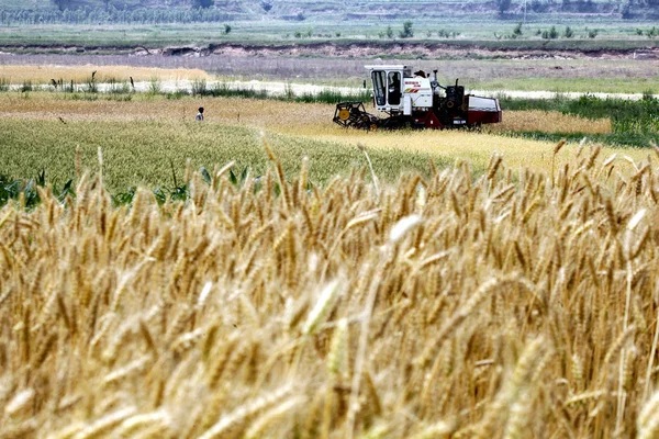 Čínský Farmář Jednotky Využití Stroje Sklizeň Pšenice Poli Liangyuan Vesnici — Stock fotografie