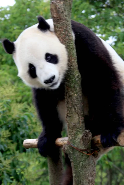 2012年7月10日 在中国东部安徽省万南市万南国家野生动物救援和康复中心 看到一只熊猫在树枝上玩耍 — 图库照片