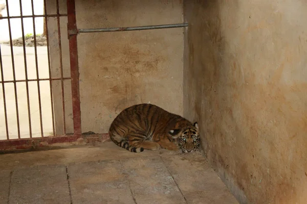 Joven Tigre Yace Suelo Una Casa Zoológico Huaibei Después Ser —  Fotos de Stock