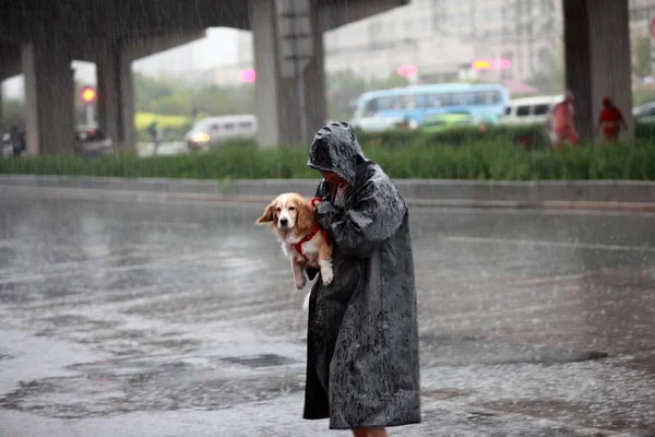 Peatón Pasea Perro Durante Las Fuertes Lluvias Tianjin China Julio — Foto de Stock