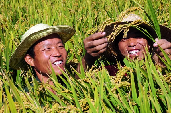 Chinese Boeren Controleren Groei Van Rijst Hun Vakgebied Qianzhao Village — Stockfoto