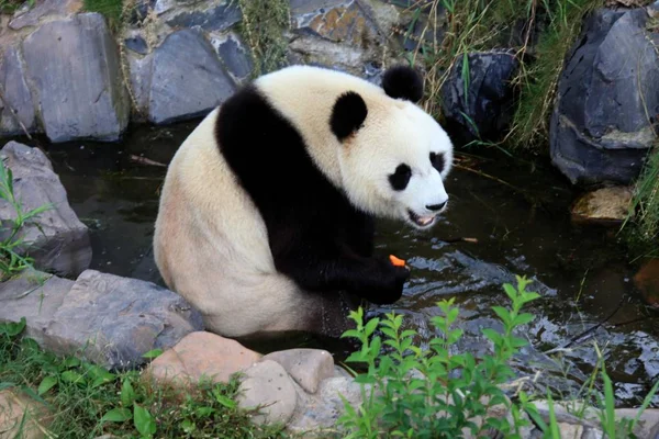 Panda Látható Wannan Nemzeti Vadon Élő Állat Megment Rehabilitációs Központ — Stock Fotó