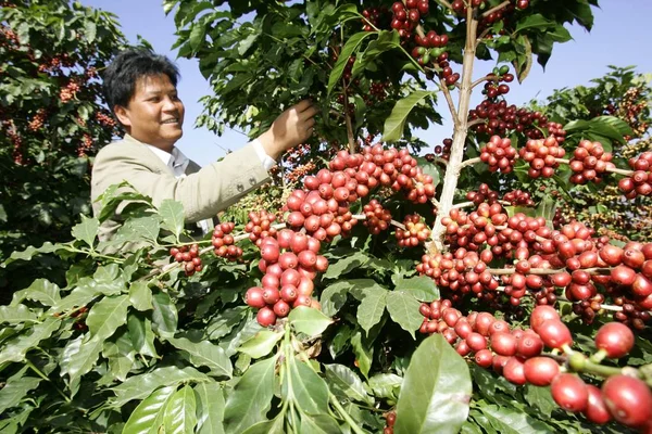 Een Chinese Boer Oogst Koffiebonen Een Koffieplantage Xinzhai Village Lujiang — Stockfoto