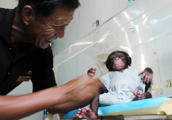 Kínai Óvoda Munkavállaló Gondoskodik Újszülött Csimpánz Tartják Inkubátorban Xixiakou Vadállatok — Stock Fotó