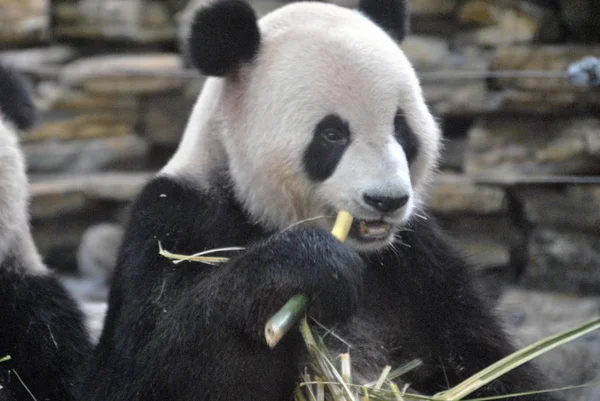 Panda Vidět Jíst Bambus Zoo Wenling City Východní Čína Zhejiang — Stock fotografie