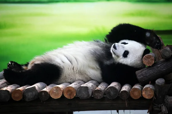 Xin Yue New Moon Giant Panda Aged Pictured Laying Bed — Stock Photo, Image