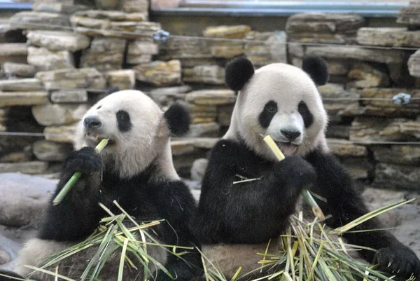 Pandas Werden Einem Zoo Der Stadt Wenling Der Ostchinesischen Provinz — Stockfoto