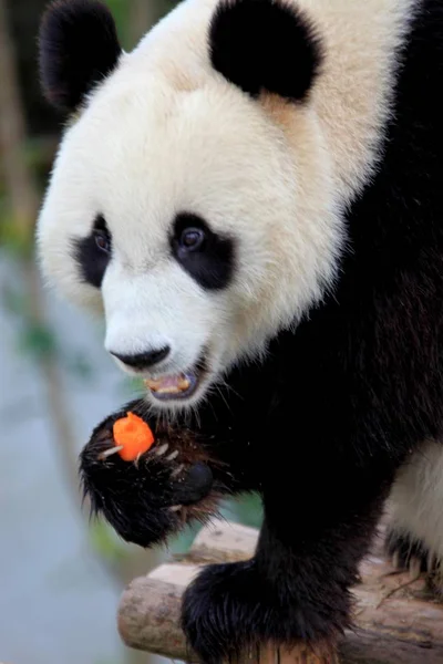 Panda Jugando Wannan National Wild Animal Rescue Rehabilitation Center Ciudad —  Fotos de Stock