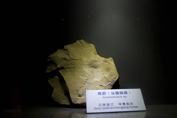 2012年6月20日 中国南西部雲南省成江郡で発見された最初の成江動物の化石の位置にある化石の眺め — ストック写真