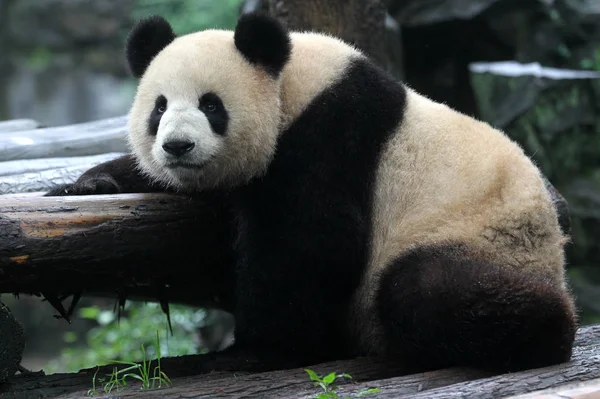 Panda Látható Játszik Egy Állatkert Hangzhou Város Keleti Chinas Zhejiang — Stock Fotó