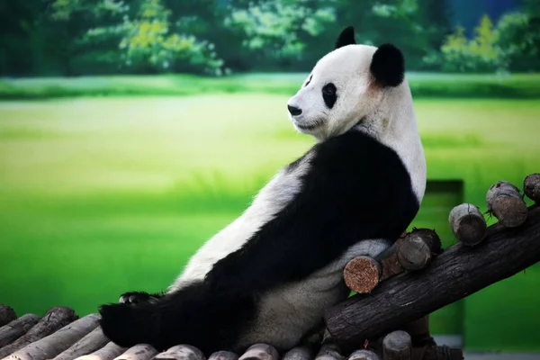 Xin Yue Lua Nova Panda Gigante Com Anos Idade Retratado — Fotografia de Stock