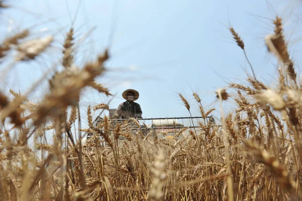 Agricultor Chino Conduce Una Cosechadora Para Cosechar Trigo Ciudad Teyong — Foto de Stock