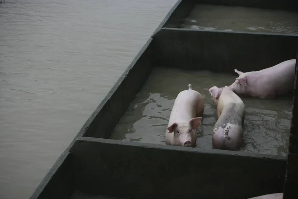 Porcos Estão Encalhados Água Uma Fazenda Suínos Inundada Forte Chuva — Fotografia de Stock