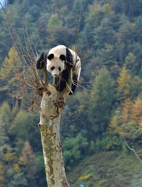 2012年10月30日 在中国四川省西南部阿巴藏族和强族自治州卧龙县根达村的中国大熊猫保护研究中心的一个新基地 一只大熊猫爬上一棵树 — 图库照片