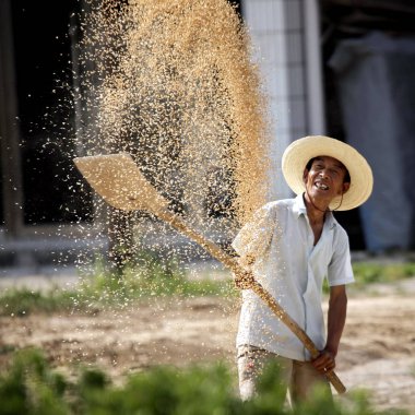 A Chinese farmer winnows wheat grains in Ganjiagou village, Jingchuan county, Pingliang city, northwest Chinas Gansu province, 19 June 2012 clipart